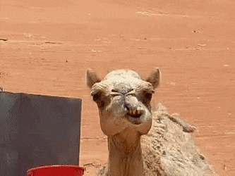 Camel Funny Chewing Face GIF