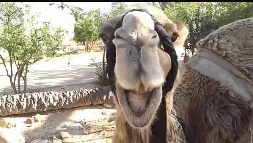 Camel Funny Mouth Chewing GIF