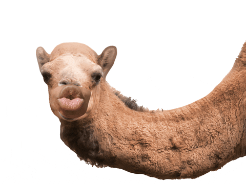Camel Guess Hump Day GIF