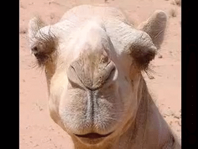 Camel Head Funny Talk GIF