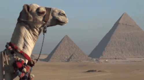 Camel in Front of Pyramids