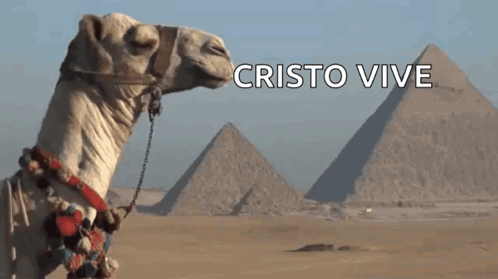 Camel in Front of Pyramids Cristo Vive