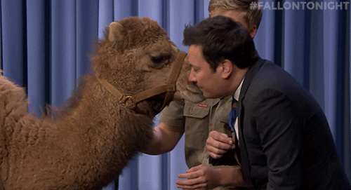 Camel Kiss Jimmy Fallon GIF