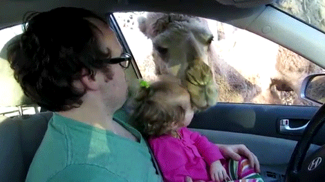 Camel Lick Kid Head GIF