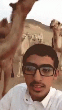 Camel No To Selfie Kick GIF