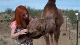 Camel Pet Head Rub GIF