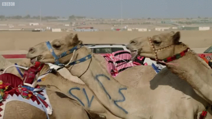 Camel Racing In Desert GIF