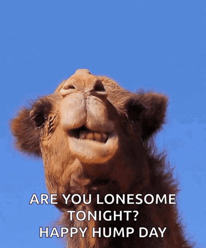 Camel Saying Are You Lonesome Tonight