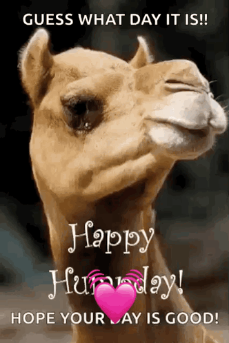 Camel Saying Guess What Day It Is Happy Hump Day