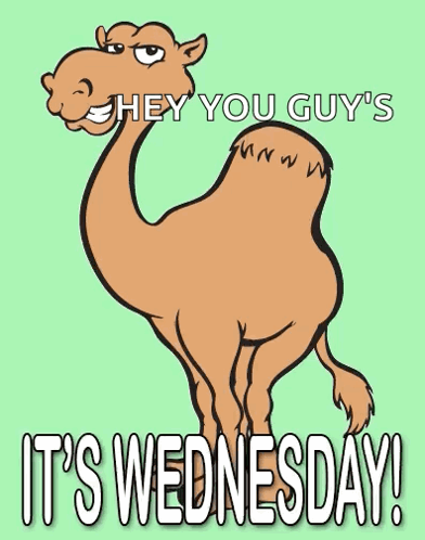 Camel Saying Hey You Guys It's Wednesday