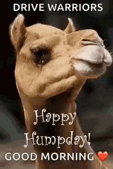 Camel With Drive Warriors Humpday Message