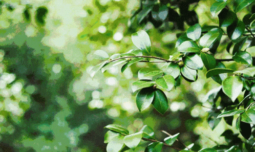 Camellia Virgin Olive Oil GIF