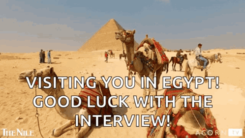 Camels in Desert Visiting You in Egypt