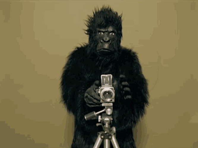 Camera ape calling out gif.