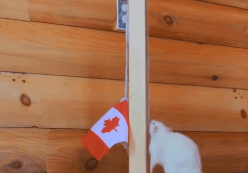 Canadian Flag Hanging on Wooden Wall