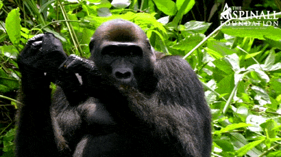 Cap Wear Funny Monkey GIF