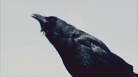 Captivating Crow Calling GIF