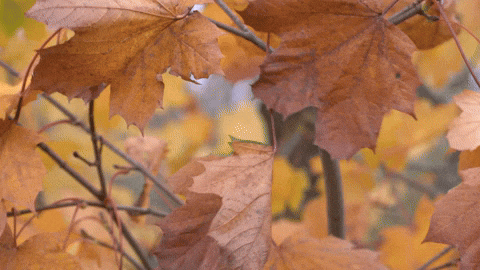 Capture Fall Leaf Slow Motion GIF