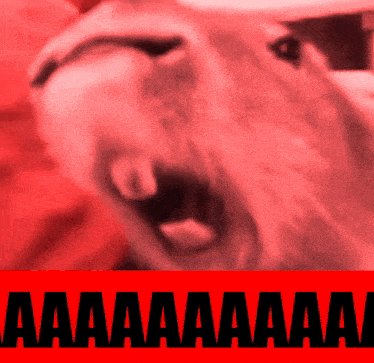 Capybara Aaa Capybara Aaaa Gif GIF