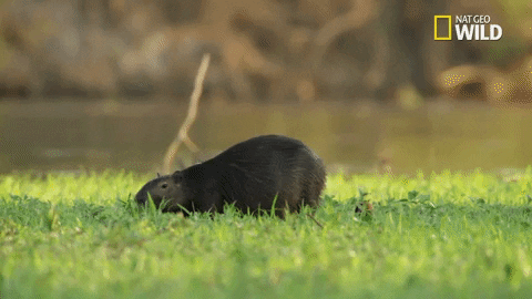 Capybara Back With Birds On Back GIF