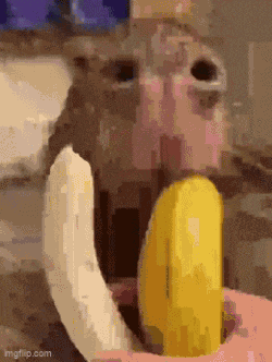 Capybara Banana Gif GIF