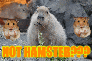 Capybara Eating Grass Not Hampter GIF