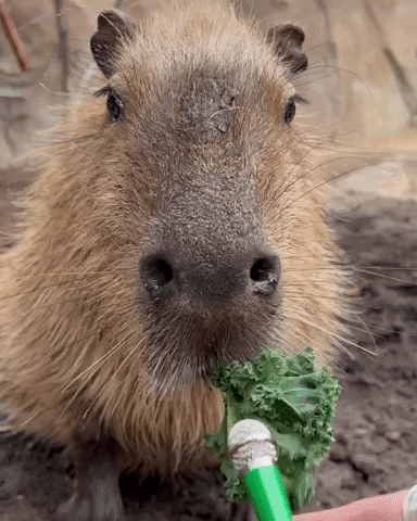 Capybara Funny Eating GIF