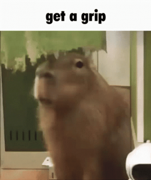 Capybara Get A Grip GIF