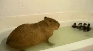 Capybara Meme Avoiding Ducks GIF