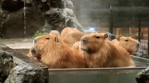 Capybara Meme Family Bath Time GIF