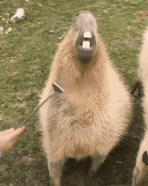 Capybara Meme Gif GIF