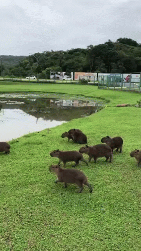 Capybara Meme Lake Jumping GIF