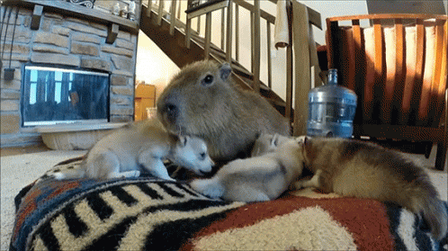Capybara Meme Playing With Dogs GIF