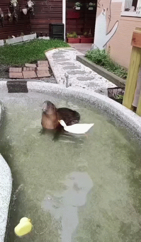 Capybara Meme Teased By Duck GIF