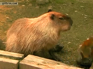 Capybara Monkey Nose Punch GIF
