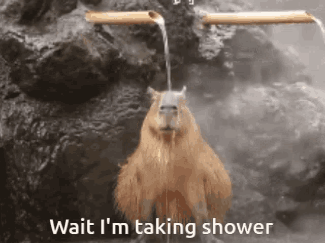 Capybara Taking A Shower GIF