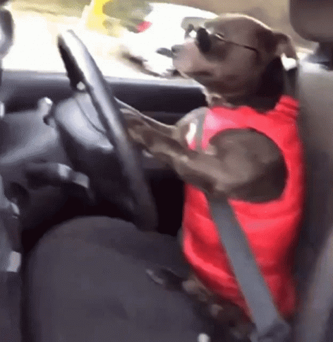 Car Driving Handsome Dog GIF