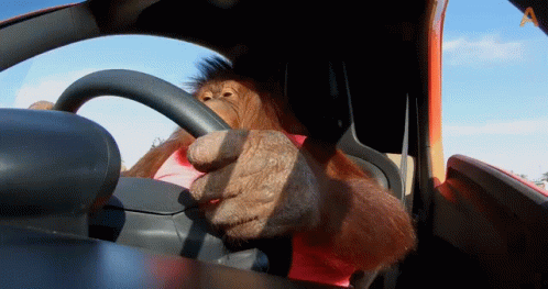 Car Driving By Orangutan GIF