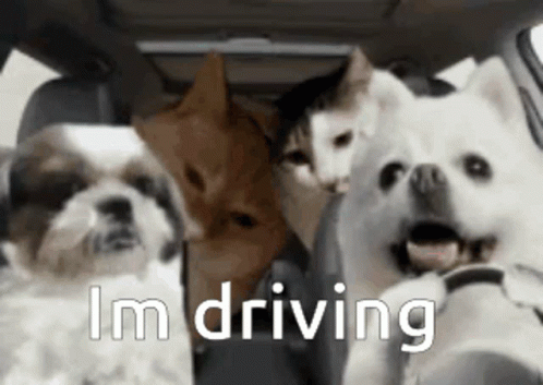 Car Driving Dog With Friends GIF