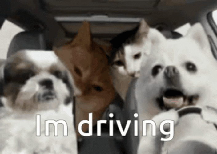 Car Driving Dog With Friends GIF