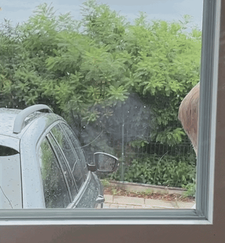 Car Parked In Front Of Fence And Trees GIF