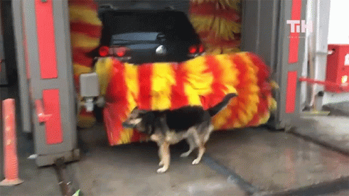 Dog At Car Wash GIF