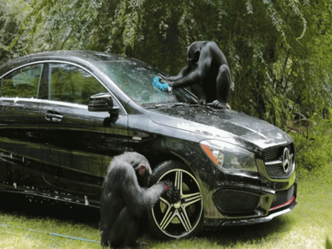 Car Wash Monkeys GIF