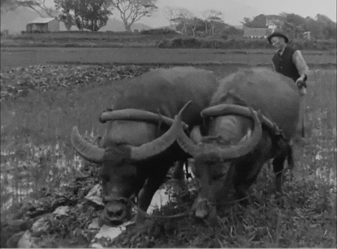 Carabao For Crop Farming GIF
