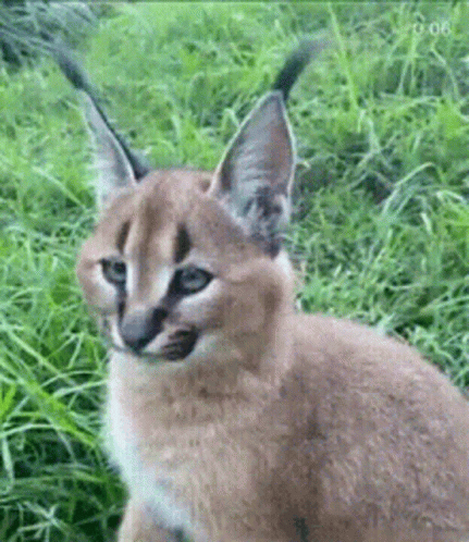 Caracal Kitten Sitting In Grass GIF