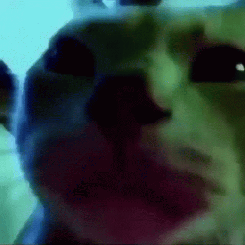 Caramelldansen Cat Face GIF