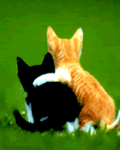 Caring Cat Consoling Friend GIF