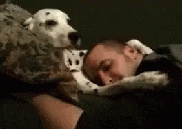 Caring Dalmatian Dog GIF