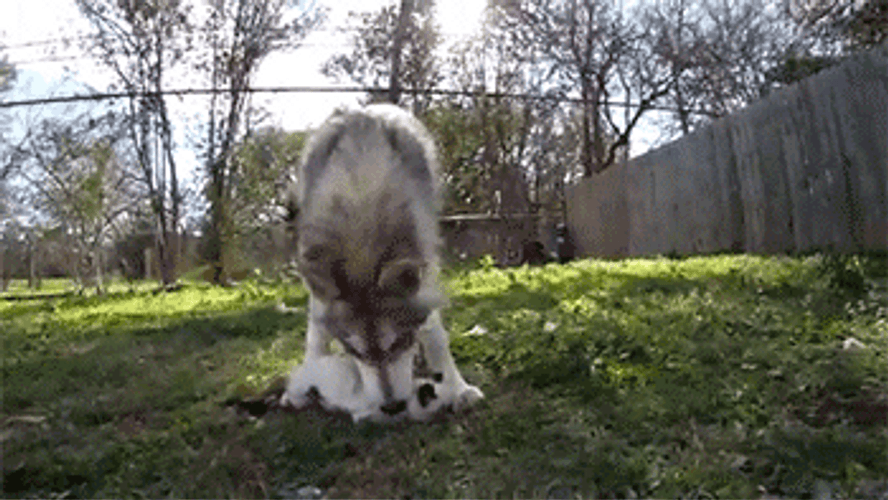 Caring Husky Gently Holding A Cat GIF