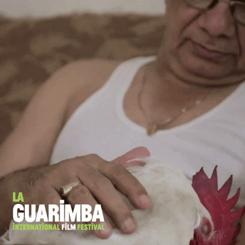 Caring Man Petting Sleeping Rooster GIF